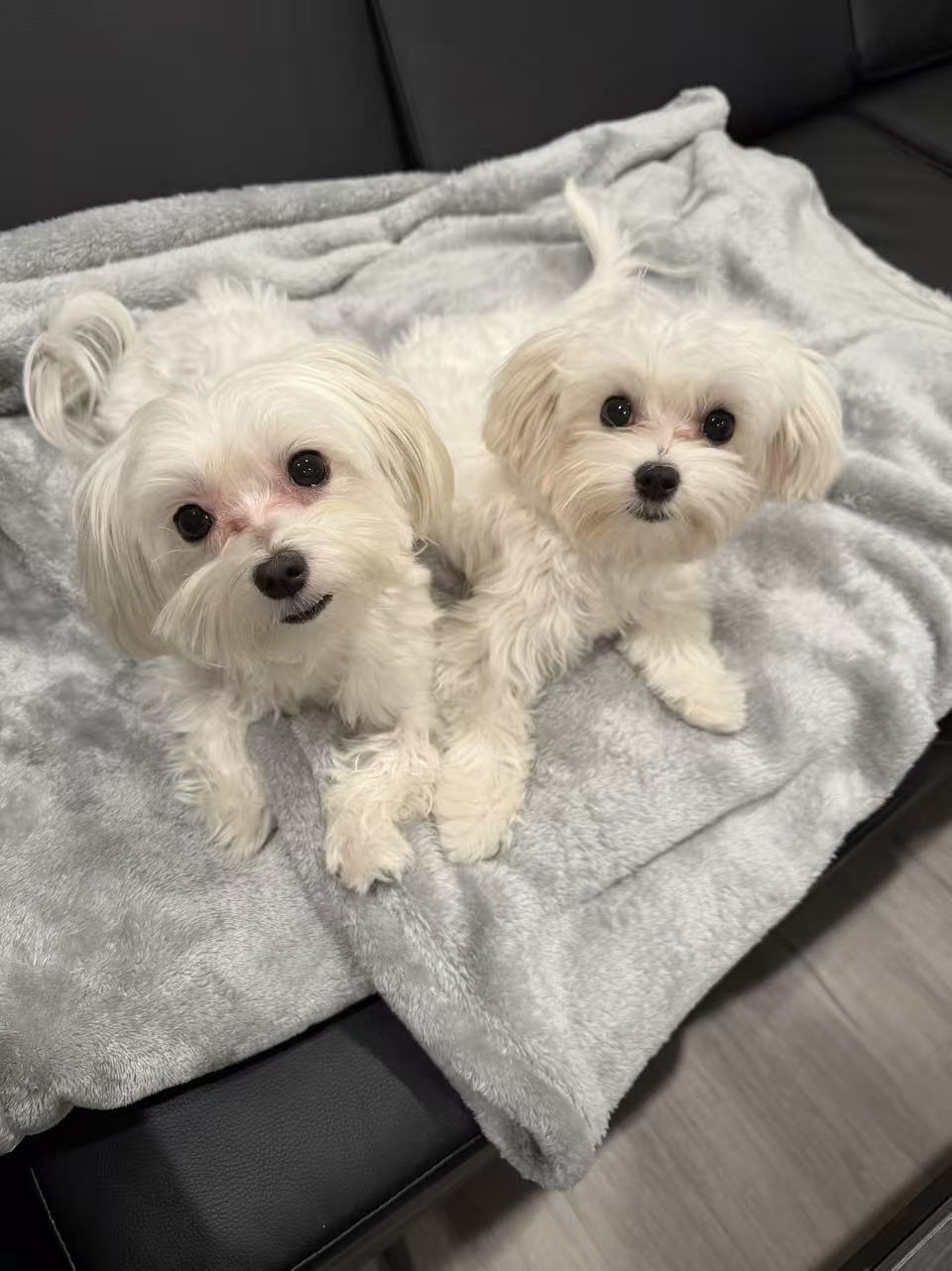 Fifi and Taotao