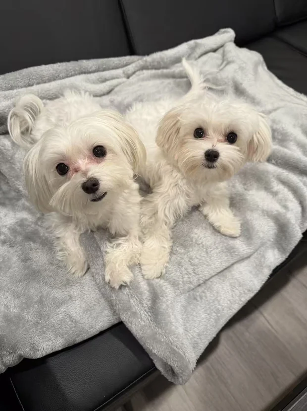 Fifi and Taotao